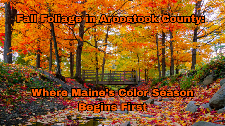 Fall Foliage in Aroostook County: Where Maine’s Color Season Begins First